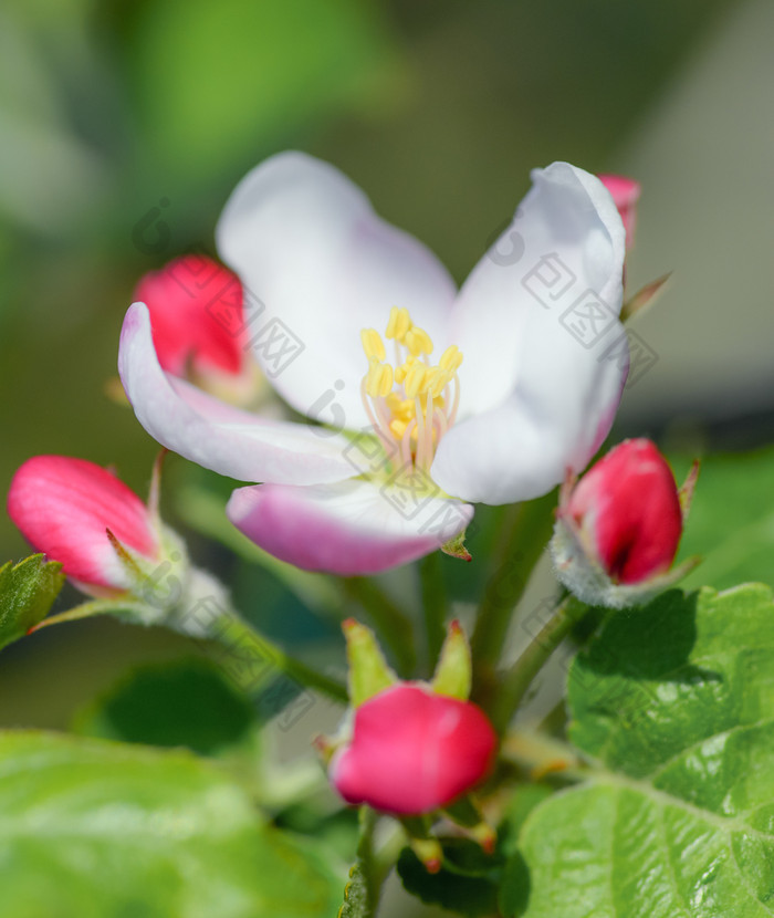 温柔的白色和粉红色的苹果花树分支春天背景苹果花树分支春天背景