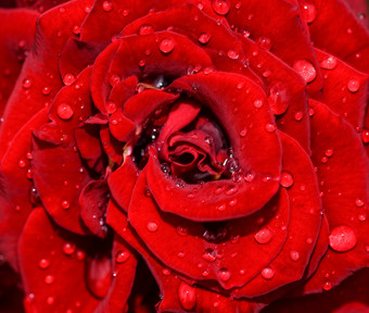 红色的玫瑰花头关闭红色的玫瑰维特水滴前视图深焦点红色的玫瑰花头关闭
