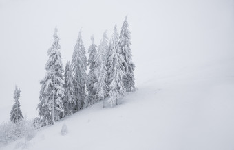 冬天背景冷杉树覆盖与雪雪山免费的空间冬天背景