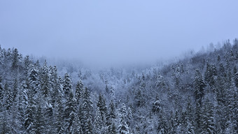 冬天全景<strong>背景</strong>冷杉树覆盖与雪雪山和白色多云的天空<strong>免费</strong>的空间冬天<strong>背景</strong>