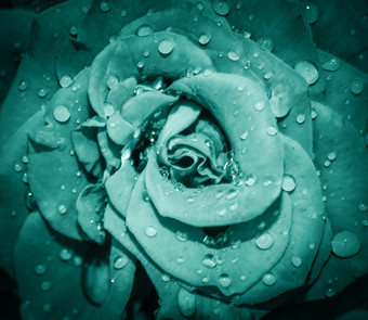蓝色的玫瑰花头关闭玫瑰与水滴前视图深焦点花瓣玫瑰关闭视图玫瑰花头关闭玫瑰与水滴前视图深焦点