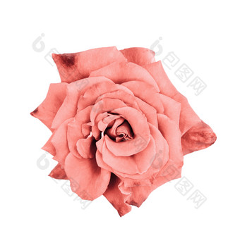 美丽的褪了色的珊瑚玫瑰关闭温柔的玫瑰头孤立的花园花深焦点前视图美丽的玫瑰关闭温柔的玫瑰头孤立的花园花深焦点前视图