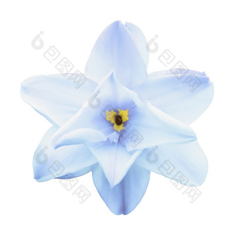 蓝色的水仙花那喀索斯诗集孤立的白色背景完整的开放水仙花花头春天花前视图白色水仙花那喀索斯诗集孤立的白色背景