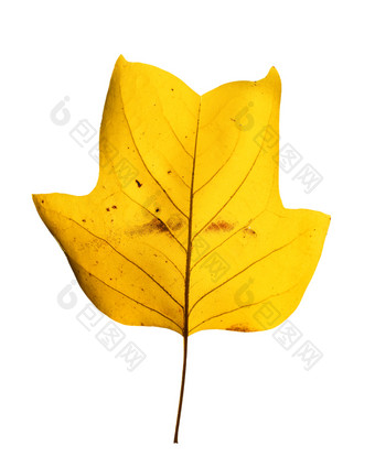 秋天背景美丽的明亮的黄色的木兰树叶孤立的白色背景木兰树叶关闭美丽的明亮的黄色的木兰树叶孤立的白色背景木兰树叶关闭秋天背景