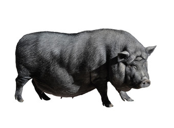 有趣的<strong>发现</strong>了黑色的越南猪孤立的白色大肚子年轻的女猪完整的长度孤立的白色背景农场动物
