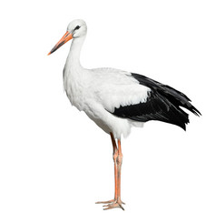 起重机鸟完整的长度孤立的白色起重机高长腿长颈鸟起重机鸟孤立的白色