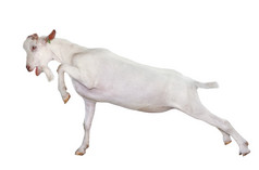 白色山羊完整的长度孤立的白色山羊关闭农场动物白色山羊完整的长度孤立的白色