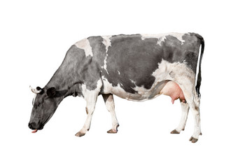 完整的长度孤立的白色背景发现了黑色的和白色牛站前面白色背景农场动物完整的长度孤立的白色背景