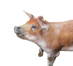 有趣的猪肖像孤立的有趣的毛茸茸的猪关闭农场动物猪肖像孤立的有趣的毛茸茸的猪关闭农场动物
