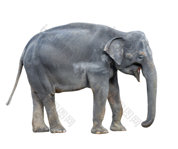 大象关闭大灰色走大象孤立的白色背景站大象完整的长度关闭女亚洲大象