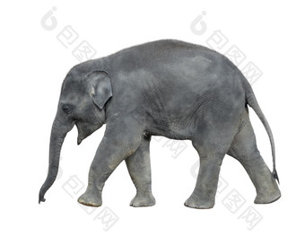走婴儿大象孤立的白色背景站大象完整的长度关闭女亚洲灰色大象