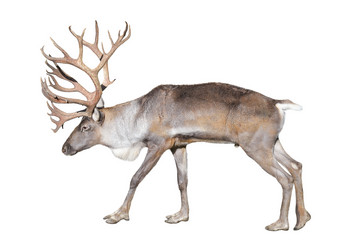 驯鹿关闭芬兰森林驯鹿孤立的白色背景的芬兰森林鹿罕见的和威胁亚种驯鹿本地的芬兰和西北大学俄罗斯