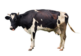 完整的长度孤立的<strong>白色</strong>背景有趣的可爱的牛孤立的<strong>白色</strong>年轻的发现了黑色的和<strong>白色</strong>牛站前面<strong>白色</strong>背景农场动物