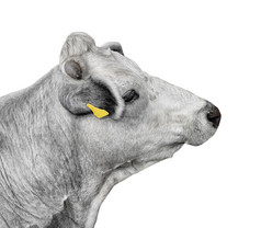 牛肖像关闭孤立的白色有趣的可爱的灰色的牛头孤立的白色农场动物牛肖像关闭孤立的白色
