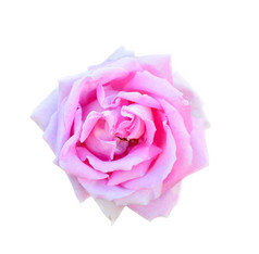 粉红色的玫瑰孤立的白色背景完全开放温柔的粉红色的玫瑰花头孤立的白色背景温柔的紫罗兰色的玫瑰头关闭深焦点粉红色的玫瑰孤立的白色背景完全开放温柔的粉红色的玫瑰花头孤立的白色背景温柔的紫罗兰色的玫瑰头关闭
