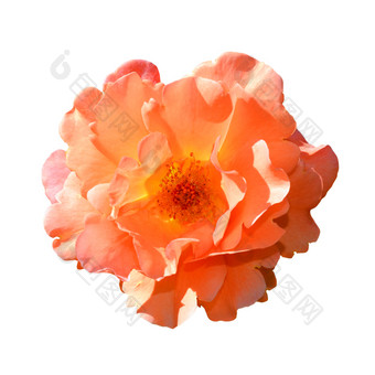 玫瑰头关闭孤立的白色背景粉红色的和橙色玫瑰花白色背景前视图茶玫瑰关闭玫瑰头关闭孤立的白色背景粉红色的和橙色玫瑰花白色背景宏照片茶玫瑰关闭