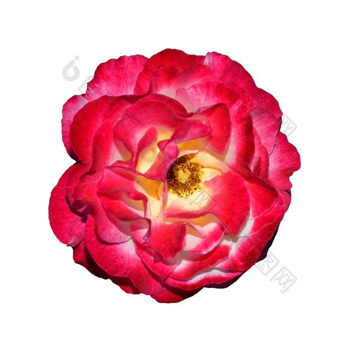 前视图美丽的红色的玫瑰头关闭红色的玫瑰孤立的温柔的玫瑰头关闭花园花深焦点美丽的红色的玫瑰关闭红色的玫瑰孤立的温柔的玫瑰头关闭花园花深焦点