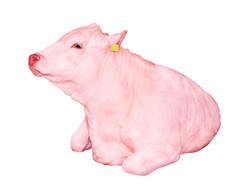 粉红色的牛说谎孤立的白色背景大白色有趣的牛关闭农场动物