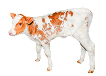 美丽的<strong>红色</strong>的和白色发现了小腿孤立的白色有趣的<strong>红色</strong>的小牛完整的长度孤立的白色农场动物的小腿转两个<strong>周</strong>老