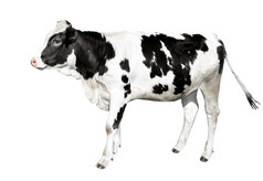 完整的长度孤立的白色背景有趣的黑色的和白色发现了可爱的牛站前面白色背景农场动物完整的长度孤立的白色背景