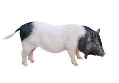 有趣的发现了越南小猪孤立的白色大肚子年轻的猪完整的长度孤立的白色背景农场动物