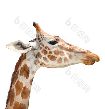 可爱的长颈鹿肖像孤立的白色背景有趣的长颈鹿头孤立的的长颈鹿最高的和最大生活动物动物园美丽的长颈鹿孤立的白色可爱的长颈鹿孤立的白色背景