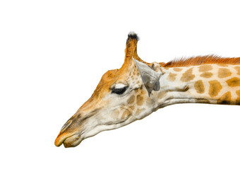 可爱的长颈鹿肖像孤立的白色背景有趣的长颈鹿头孤立的的长颈鹿最高的和最大生活动物动物园美丽的长颈鹿孤立的白色可爱的长颈鹿孤立的白色背景