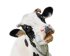 有趣的黑色的牛会说话的一个人牛动物的鼻口孤立的白色背景农场动物肖像年轻的的叫声牛关闭