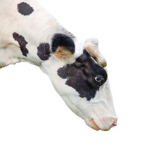 有趣的黑色的牛会说话的一个人牛动物的鼻口孤立的白色背景农场动物肖像年轻的的叫声牛关闭