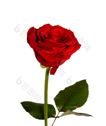 美丽的红色的玫瑰花关闭温柔的玫瑰头与叶孤立的花园花美丽的红色的玫瑰关闭温柔的玫瑰头孤立的花园花