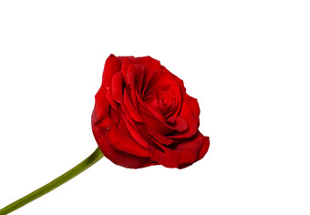 美丽的红色的玫瑰花关闭<strong>温柔</strong>的玫瑰头孤立的花园花美丽的红色的玫瑰关闭<strong>温柔</strong>的玫瑰头孤立的花园花
