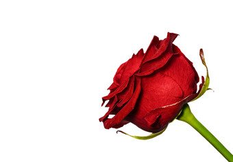美丽的红色的玫瑰花关闭温柔的玫瑰头孤立的花园花美丽的红色的玫瑰关闭温柔的玫瑰头孤立的花园花