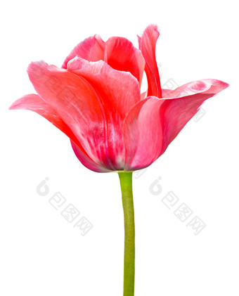 一个粉红色的郁金香花孤立的白色背景郁金香花头孤立的白色春天花