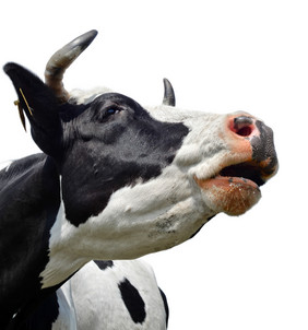 有趣的牛孤立的牛动物的鼻口关闭黑色的和牛肖像农场动物