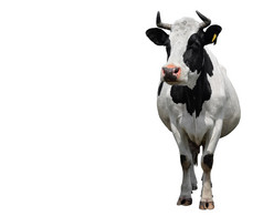 发现了黑色的和白色牛完整的长度孤立的白色牛关闭农场动物