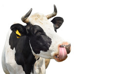 有趣的牛孤立的白色牛动物的鼻口关闭黑色的和白色牛肖像农场动物