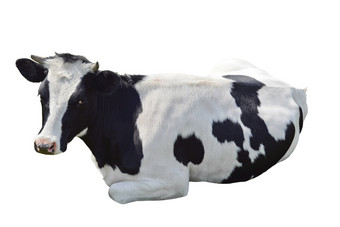 黑色的和白色牛说谎孤立的白色背景黑色的和白色牛关闭农场动物