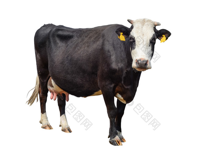 完整的长度孤立的白色背景有趣的可爱的牛孤立的白色年轻的发现了黑色的和白色牛站前面白色背景农场动物