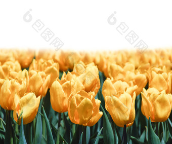 黄色的郁金香孤立的白色春天花背景模拟模板春天郁金香花背景孤立的白色模拟模板