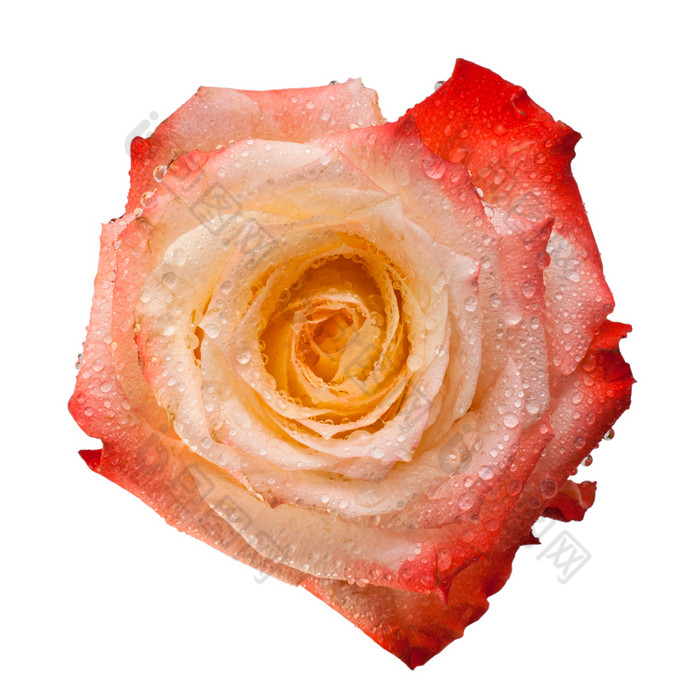 玫瑰头关闭孤立的白色背景粉红色的和橙色玫瑰花白色背景前视图茶玫瑰关闭玫瑰头关闭孤立的白色背景粉红色的和橙色玫瑰花白色背景宏照片茶玫瑰关闭