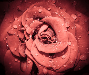 红色的玫瑰花头关闭玫瑰与水滴前视图深焦点花瓣玫瑰关闭视图玫瑰花头关闭玫瑰与水滴前视图深焦点