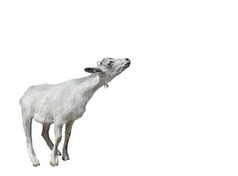 山羊孤立的白色背景非常有趣的白色山羊站完整的长度减少出农场动物复制空间山羊孤立的白色背景