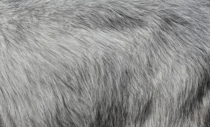 灰色的山羊皮毛背景光灰色的皮毛纹理关闭灰色的山羊皮毛背景