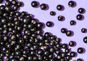 黑色的醋栗浆果宏照片前视图黑色的醋栗淡紫色背景夏天浆果平躺黑色的醋栗浆果宏照片前视图黑色的醋栗淡紫色背景