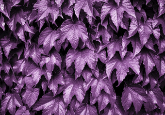 明亮的紫色的彩色的艾薇自然背景艾薇叶子的墙自然背景模拟复制空间明亮的紫色的彩色的艾薇自然背景艾薇叶子的墙自然背景模拟