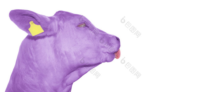 肖像有趣的紫色的牛美丽的年轻的紫罗兰色的牛孤立的白色农场动物复制空间肖像有趣的紫色的牛