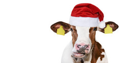 有趣的牛孤立的圣诞节他发现了牛肖像孤立的白色农场动物有趣的牛孤立的圣诞节他