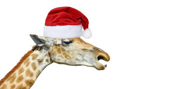 可爱的长颈<strong>鹿头</strong>圣诞节他孤立的白色背景有趣的长颈<strong>鹿头</strong>孤立的有趣的长颈鹿rsquo脸可爱的长颈<strong>鹿头</strong>孤立的白色背景