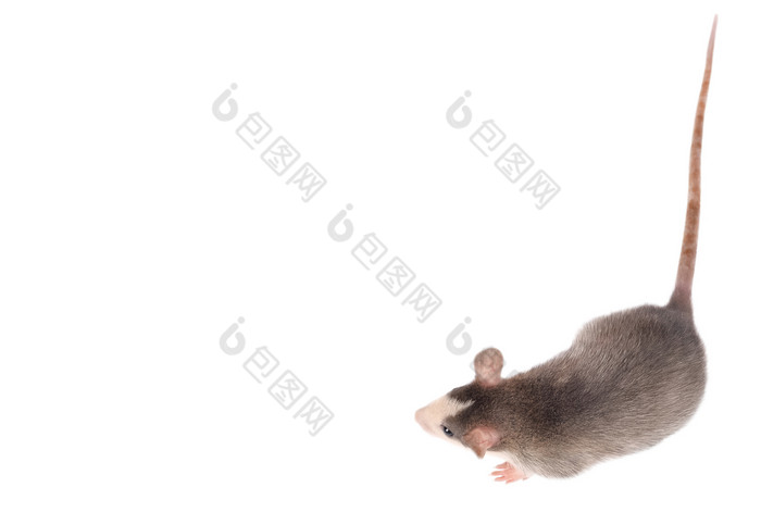 有趣的年轻的老鼠孤立的白色啮齿动物宠物驯养的老鼠关闭前视图老鼠复制空间有趣的年轻的老鼠孤立的白色啮齿动物宠物驯养的老鼠关闭