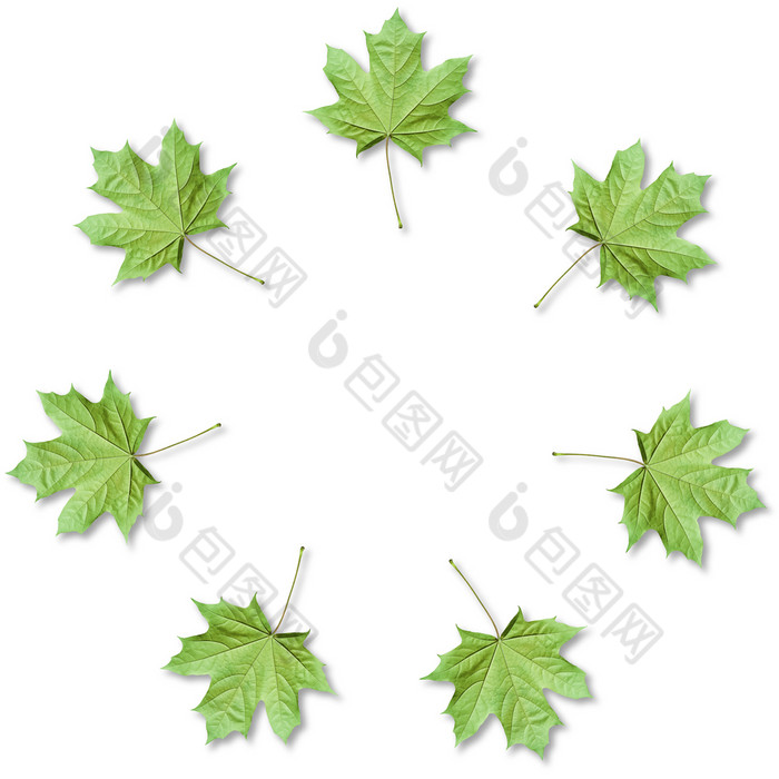 绿色枫木叶子有组织的轮框架与复制空间秋天背景枫木叶子有组织的轮框架与复制空间秋天背景